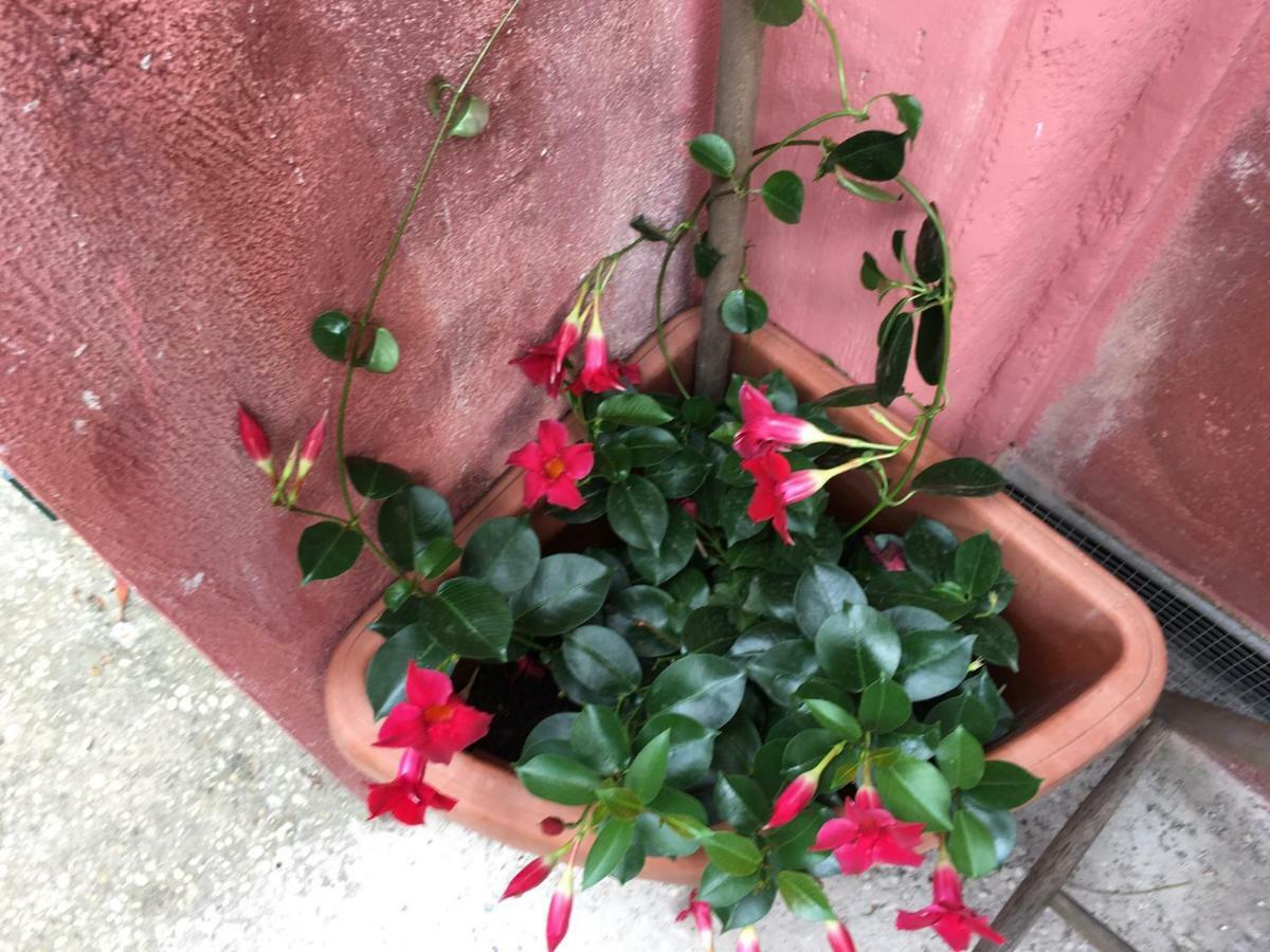 Appia Park Apartament 10 Min Dal Colosseo 罗马 外观 照片
